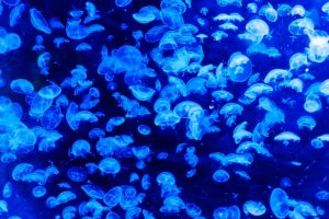puntura-medusa