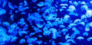 puntura-medusa